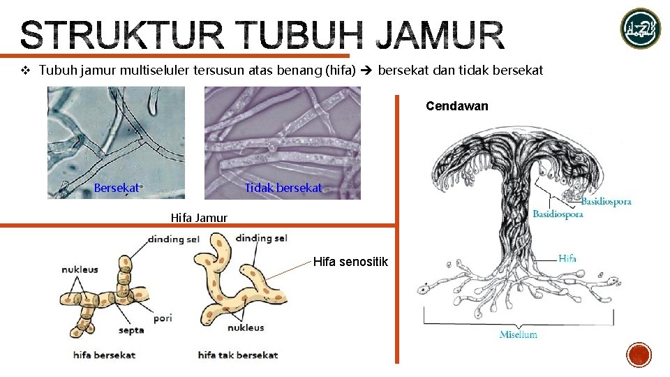v Tubuh jamur multiseluler tersusun atas benang (hifa) bersekat dan tidak bersekat Cendawan Bersekat