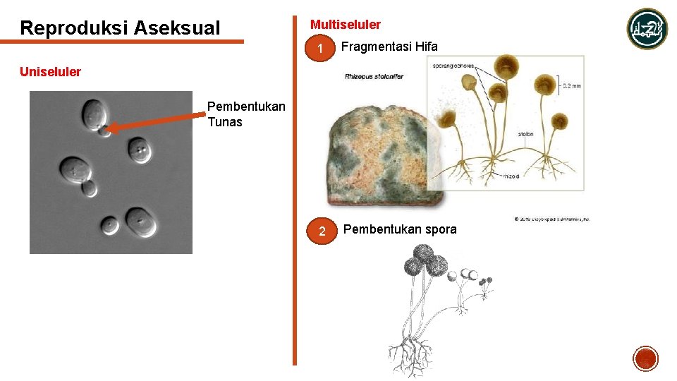 Reproduksi Aseksual Multiseluler 1 Fragmentasi Hifa 2 Pembentukan spora Uniseluler Pembentukan Tunas 