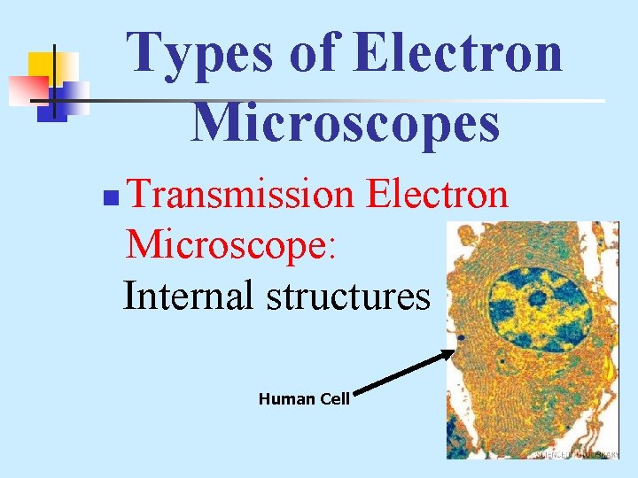 Types of Electron Microscopes n Transmission Electron Microscope: Internal structures Human Cell 