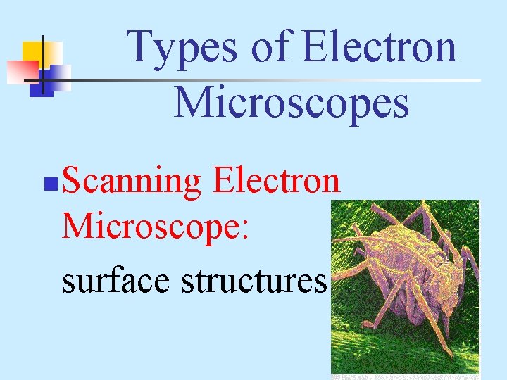 Types of Electron Microscopes n Scanning Electron Microscope: surface structures 