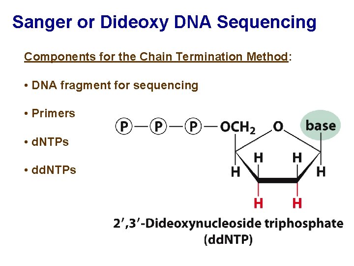 Sanger or Dideoxy DNA Sequencing Components for the Chain Termination Method: • DNA fragment