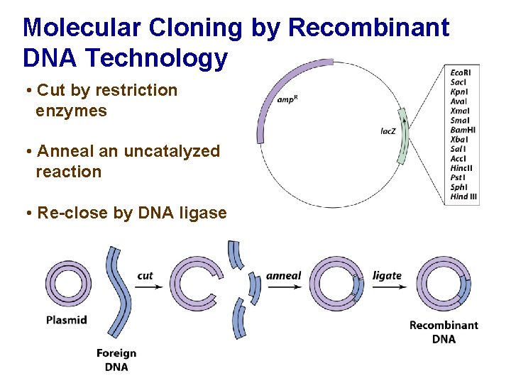 Molecular Cloning by Recombinant DNA Technology • Cut by restriction enzymes • Anneal an