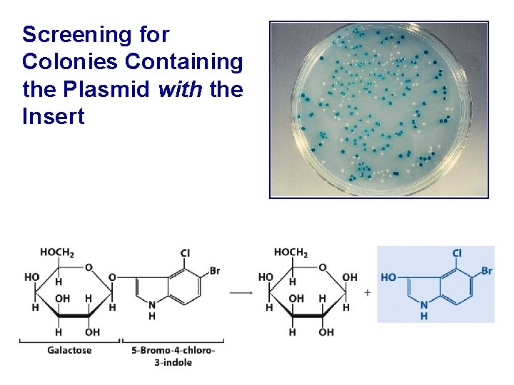 Screening for Colonies Containing the Plasmid with the Insert 