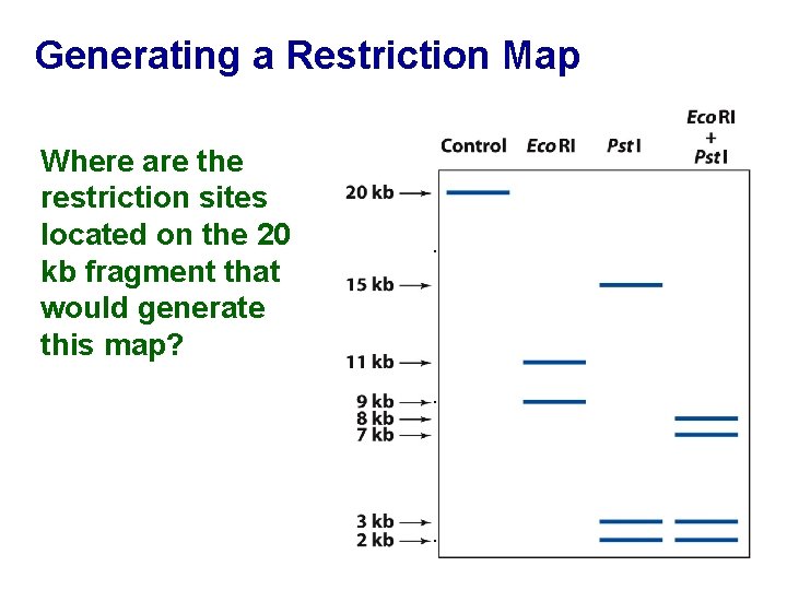 Generating a Restriction Map Where are the restriction sites located on the 20 kb