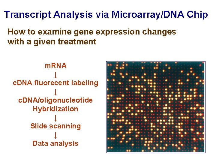 Transcript Analysis via Microarray/DNA Chip How to examine gene expression changes with a given
