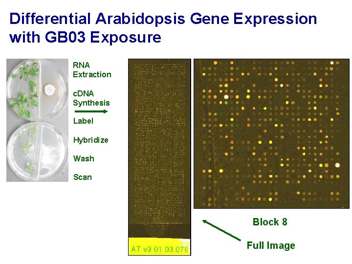 Differential Arabidopsis Gene Expression with GB 03 Exposure RNA Extraction c. DNA Synthesis Label