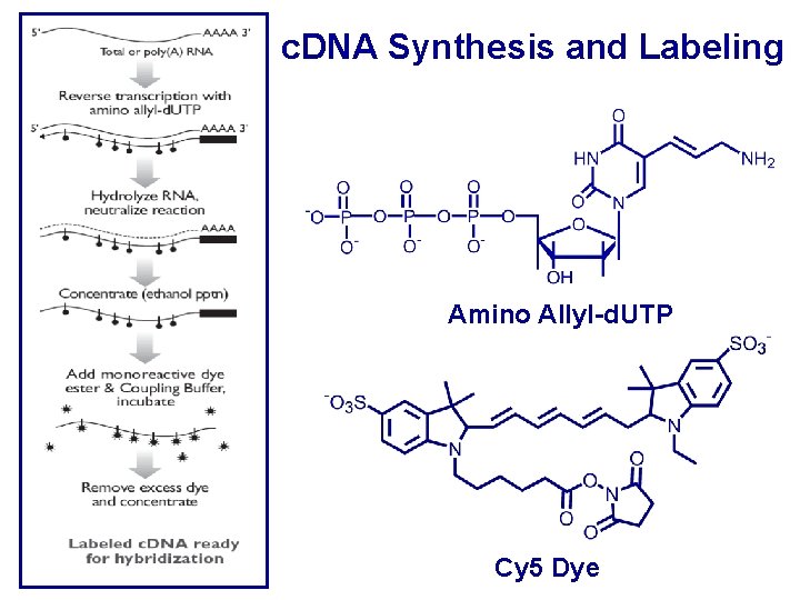 c. DNA Synthesis and Labeling Amino Allyl-d. UTP Cy 5 Dye 