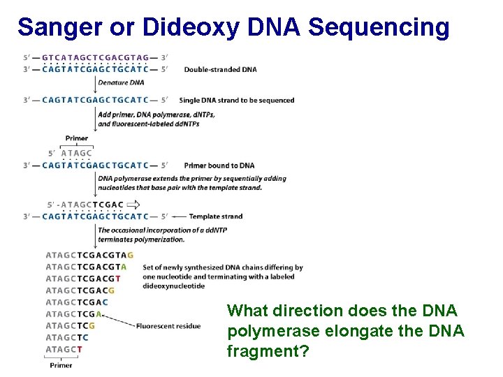 Sanger or Dideoxy DNA Sequencing What direction does the DNA polymerase elongate the DNA