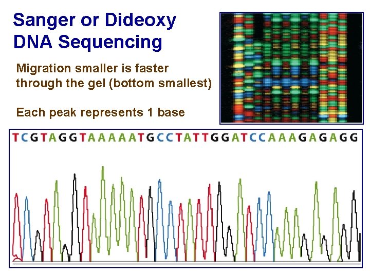 Sanger or Dideoxy DNA Sequencing Migration smaller is faster through the gel (bottom smallest)