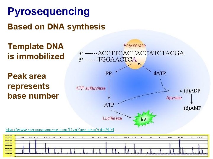 Pyrosequencing Based on DNA synthesis Template DNA is immobilized Peak area represents base number