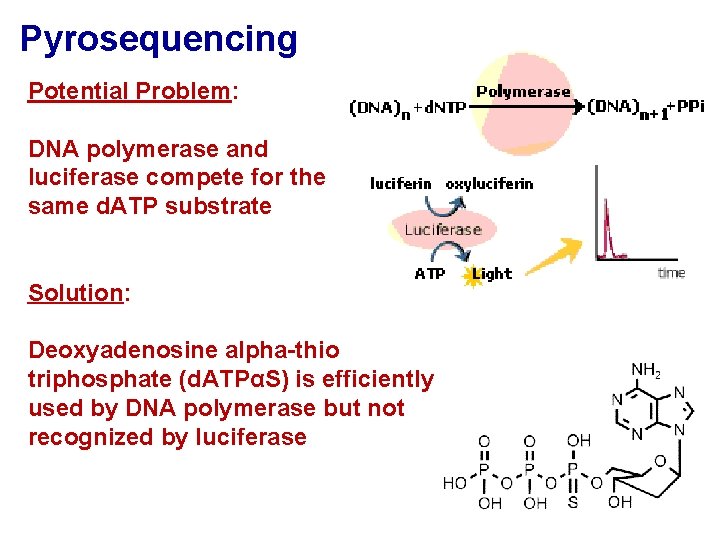 Pyrosequencing Potential Problem: DNA polymerase and luciferase compete for the same d. ATP substrate