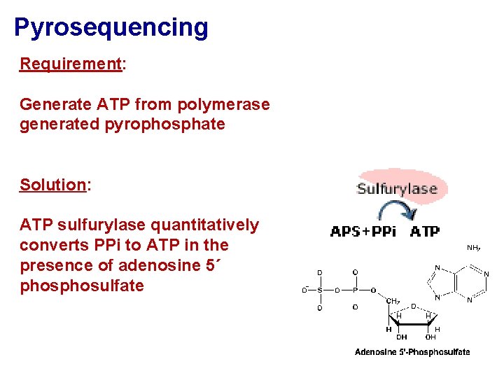 Pyrosequencing Requirement: Generate ATP from polymerase generated pyrophosphate Solution: ATP sulfurylase quantitatively converts PPi