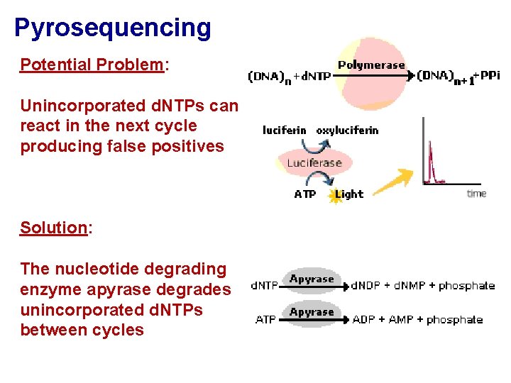 Pyrosequencing Potential Problem: Unincorporated d. NTPs can react in the next cycle producing false