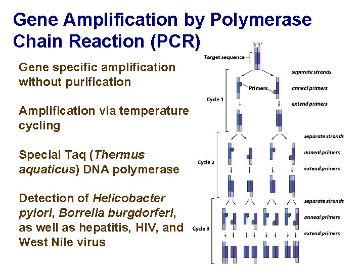 Gene Amplification by Polymerase Chain Reaction (PCR) Gene specific amplification without purification Amplification via