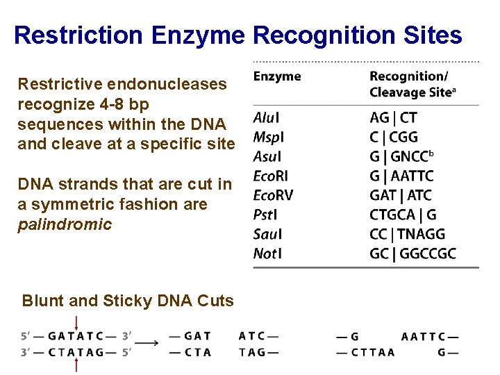 Restriction Enzyme Recognition Sites Restrictive endonucleases recognize 4 -8 bp sequences within the DNA