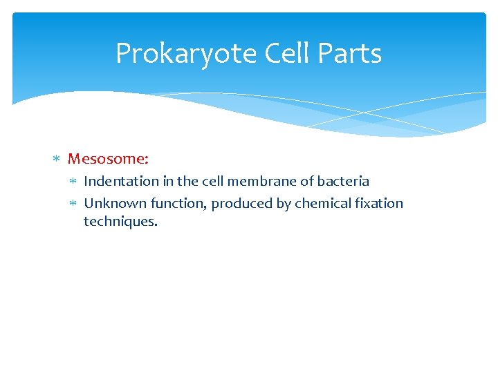 Prokaryote Cell Parts Mesosome: Indentation in the cell membrane of bacteria Unknown function, produced