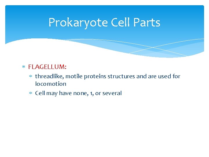 Prokaryote Cell Parts FLAGELLUM: threadlike, motile proteins structures and are used for locomotion Cell
