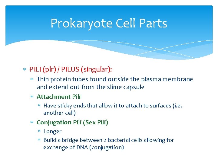 Prokaryote Cell Parts PILI (plr) / PILUS (singular): Thin protein tubes found outside the