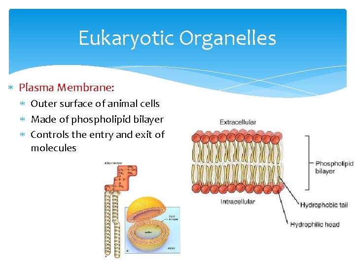 Eukaryotic Organelles Plasma Membrane: Outer surface of animal cells Made of phospholipid bilayer Controls