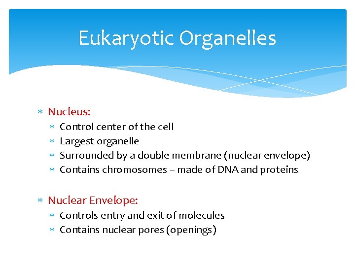 Eukaryotic Organelles Nucleus: Control center of the cell Largest organelle Surrounded by a double