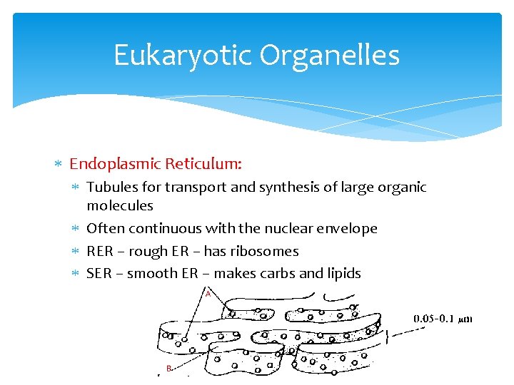 Eukaryotic Organelles Endoplasmic Reticulum: Tubules for transport and synthesis of large organic molecules Often