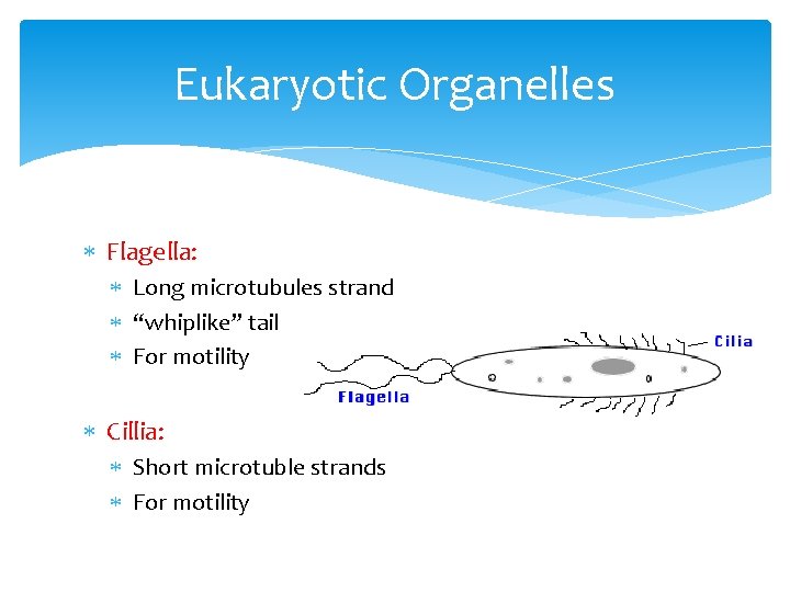 Eukaryotic Organelles Flagella: Long microtubules strand “whiplike” tail For motility Cillia: Short microtuble strands