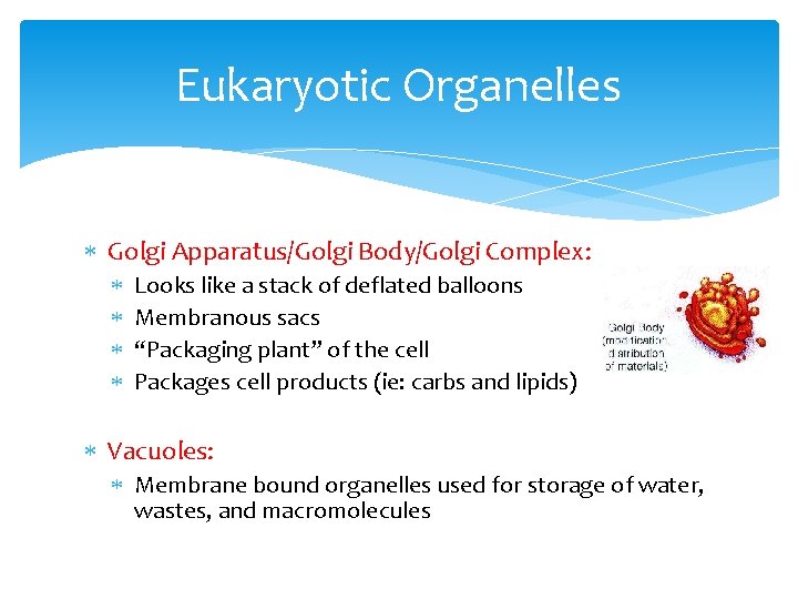 Eukaryotic Organelles Golgi Apparatus/Golgi Body/Golgi Complex: Looks like a stack of deflated balloons Membranous