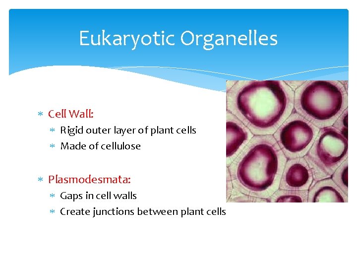 Eukaryotic Organelles Cell Wall: Rigid outer layer of plant cells Made of cellulose Plasmodesmata:
