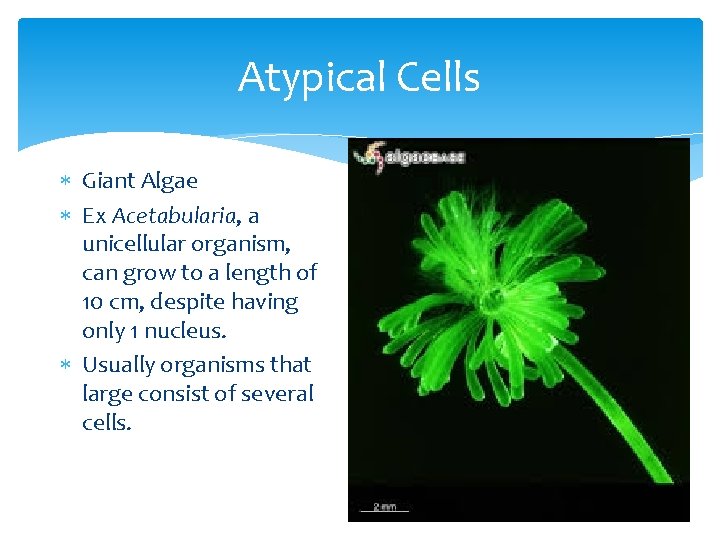 Atypical Cells Giant Algae Ex Acetabularia, a unicellular organism, can grow to a length