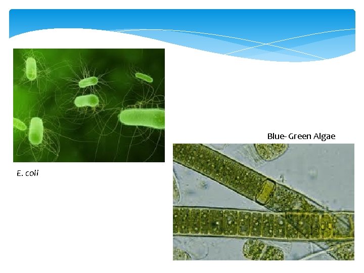 Blue- Green Algae E. coli 