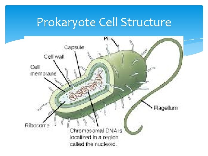 Prokaryote Cell Structure 