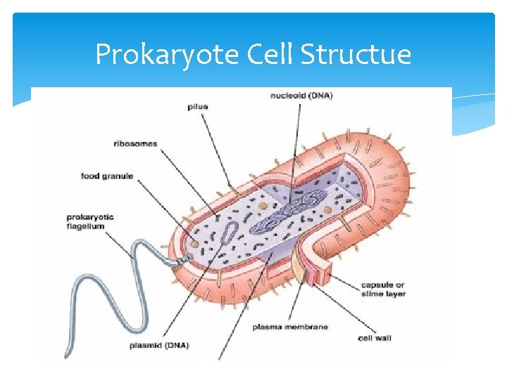 Prokaryote Cell Structue 