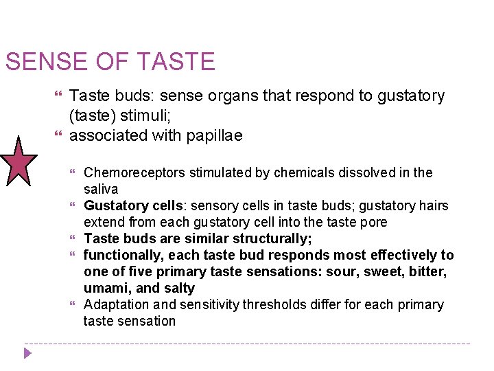 SENSE OF TASTE Taste buds: sense organs that respond to gustatory (taste) stimuli; associated