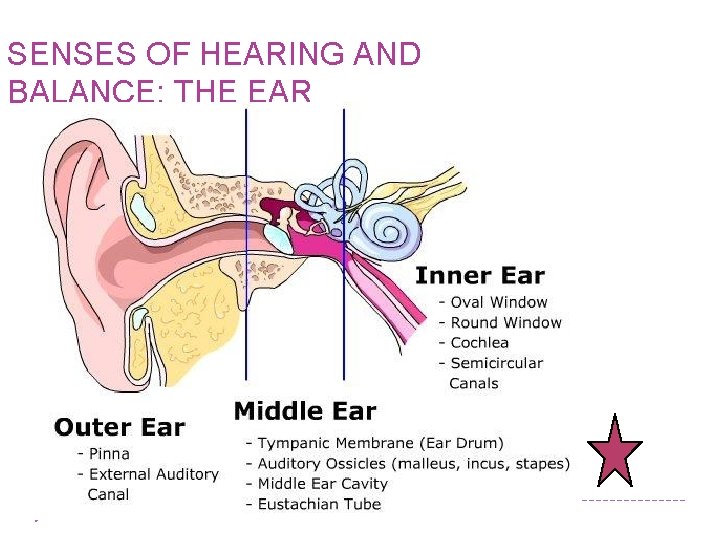 SENSES OF HEARING AND BALANCE: THE EAR 