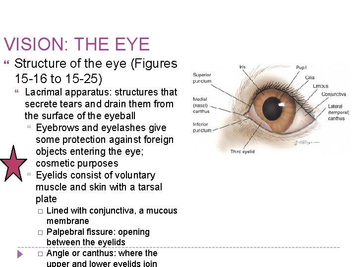 VISION: THE EYE Structure of the eye (Figures 15 -16 to 15 -25) Lacrimal