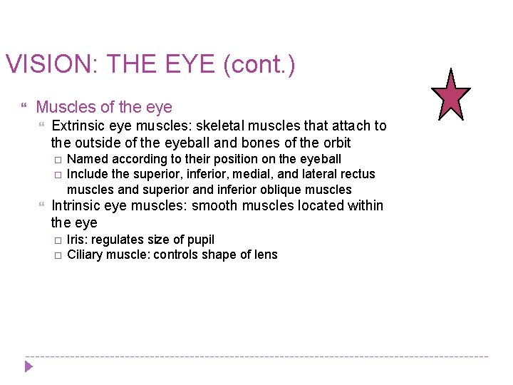 VISION: THE EYE (cont. ) Muscles of the eye Extrinsic eye muscles: skeletal muscles