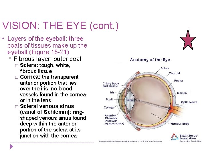 VISION: THE EYE (cont. ) Layers of the eyeball: three coats of tissues make