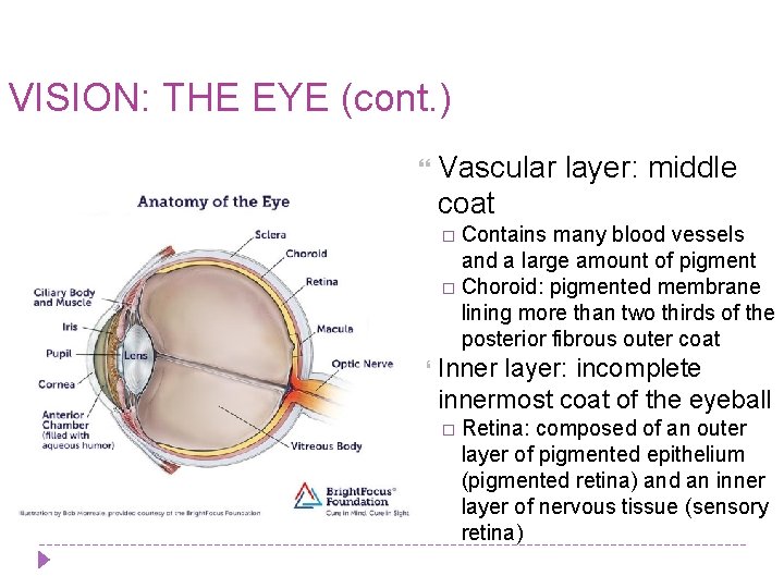 VISION: THE EYE (cont. ) Vascular layer: middle coat Contains many blood vessels and