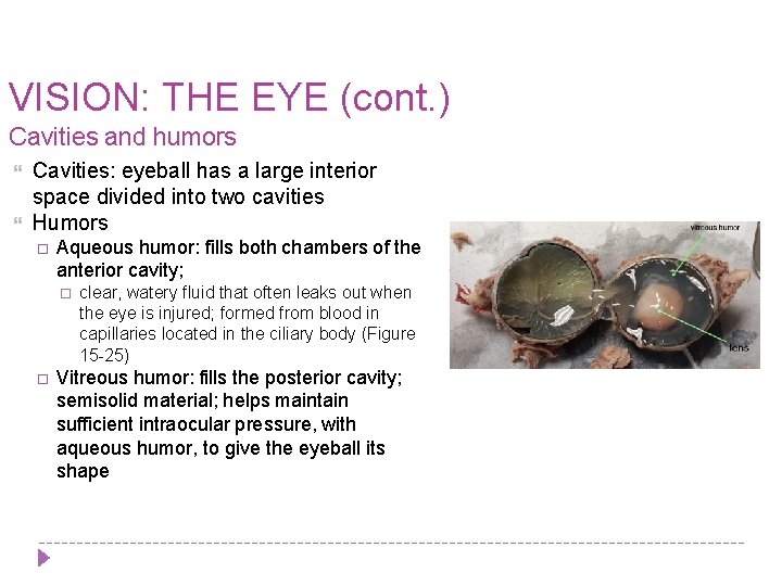 VISION: THE EYE (cont. ) Cavities and humors Cavities: eyeball has a large interior
