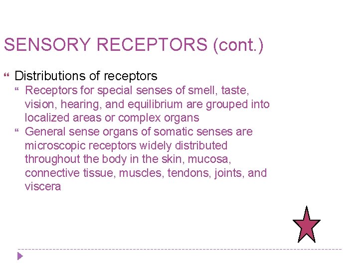 SENSORY RECEPTORS (cont. ) Distributions of receptors Receptors for special senses of smell, taste,