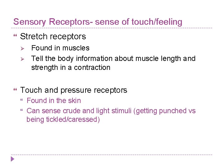 Sensory Receptors- sense of touch/feeling Stretch receptors Ø Ø Found in muscles Tell the