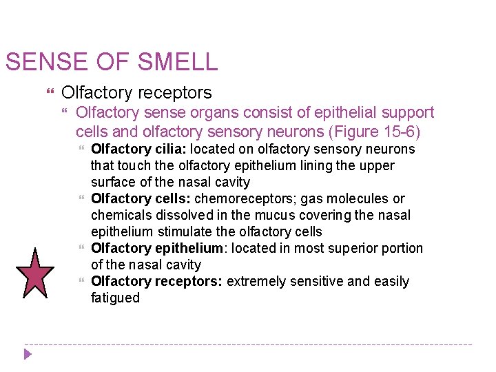 SENSE OF SMELL Olfactory receptors Olfactory sense organs consist of epithelial support cells and