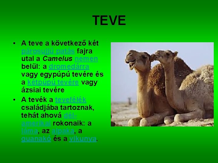 TEVE • A teve a következő két párosujjú patás fajra utal a Camelus nemen