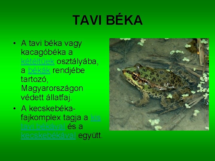 TAVI BÉKA • A tavi béka vagy kacagóbéka a kétéltűek osztályába, a békák rendjébe