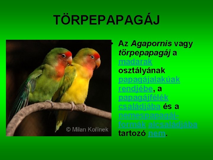 TÖRPEPAPAGÁJ • Az Agapornis vagy törpepapagáj a madarak osztályának papagájalakúak rendjébe, a papagájfélék családjába