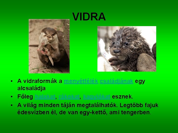 VIDRA • A vidraformák a menyétfélék családjának egy alcsaládja • Főleg halakat, rákokat, kagylókat