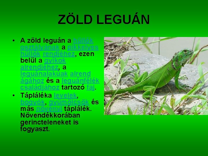 ZÖLD LEGUÁN • A zöld leguán a hüllők osztályának a pikkelyes hüllők rendjéhez, ezen