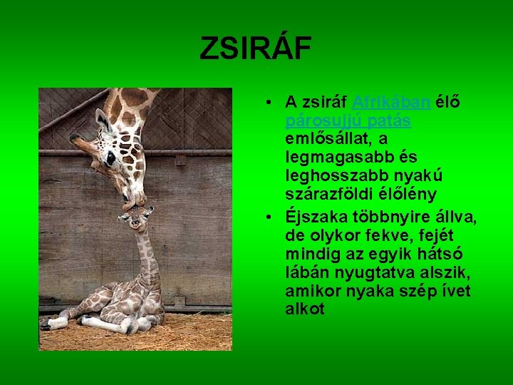 ZSIRÁF • A zsiráf Afrikában élő párosujjú patás emlősállat, a legmagasabb és leghosszabb nyakú