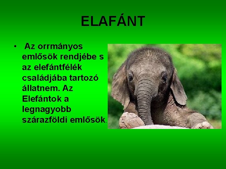 ELAFÁNT • Az orrmányos emlősök rendjébe s az elefántfélék családjába tartozó állatnem. Az Elefántok