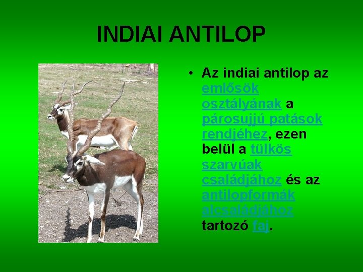 INDIAI ANTILOP • Az indiai antilop az emlősök osztályának a párosujjú patások rendjéhez, ezen